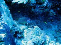 IMG-1611