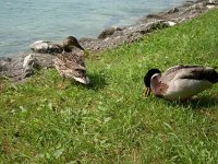 attersee-enten