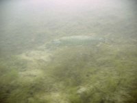 Attersee 16.05.2010 023