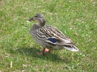 wolfgangsee 01.05.2010 023