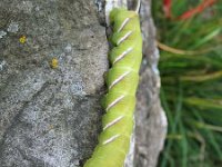 Mondsee 13.08.2011 -003