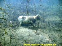 149 - Erlaufsee - 10.06.2012- 001