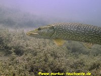 149 - Erlaufsee - 10.06.2012- 027