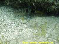 173-Kroatien-27.-30.05.2013 -  042