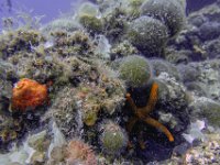 72Kroatien-Insel Murter vom 14.08. - 21.08.2019
