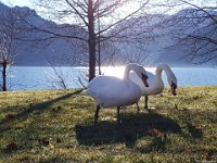 03Attersee-01.02.2020