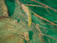 07Attersee-04.06.2021